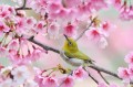 Pájaro oropéndola en flores primaverales pintando de fotos a arte